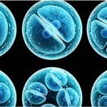 El auge del uso de células madre para diferentes patologías: comprensión de aplicaciones y ventajas
